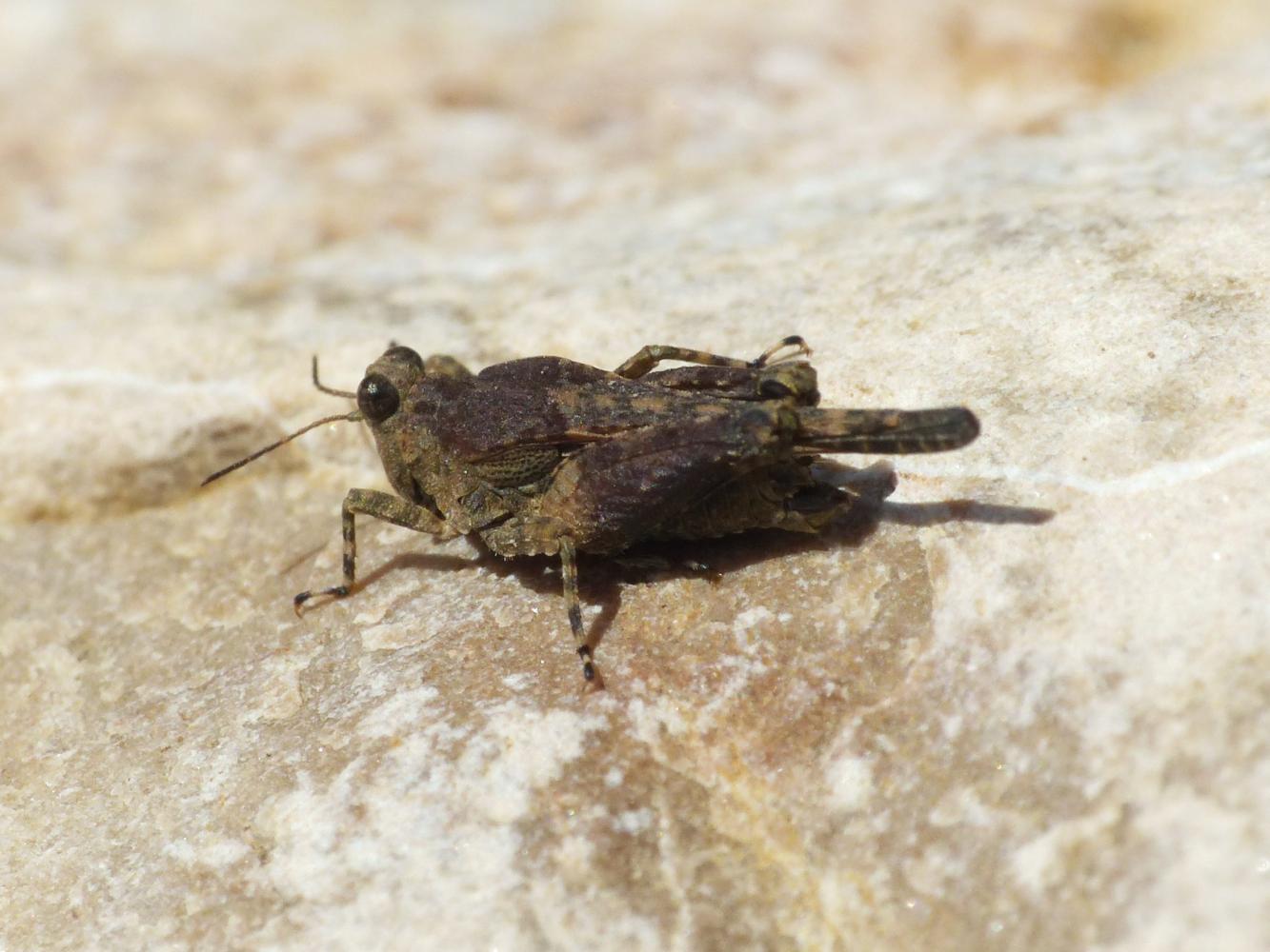Paratettix meridionalis?